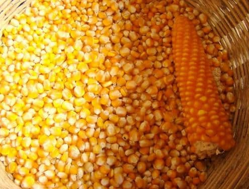 Yellow Corn _ Yellow Maize